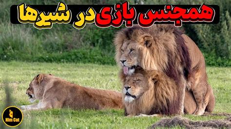 سکس همجنس|رفتار همجنس‌گرایانه در جانوران .